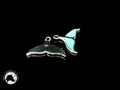 Exquisite Mermaid Tail Drop Earrings 13mm